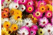 Livingstone Daisy Flowers seeds 0.5 g
