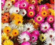 Livingstone Daisy Flowers seeds 0.5 g