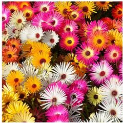 Livingstone Daisy Flowers seeds 0.5 g