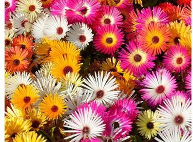 Livingstone Daisy Flowers seeds 0.5 g