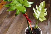 No.1 Philodendron Radiatum Variegated