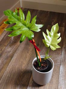 No.1 Philodendron Radiatum Variegated