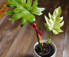 No.1 Philodendron Radiatum Variegated