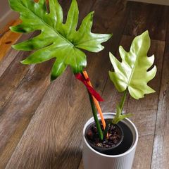 No.1 Philodendron Radiatum Variegated
