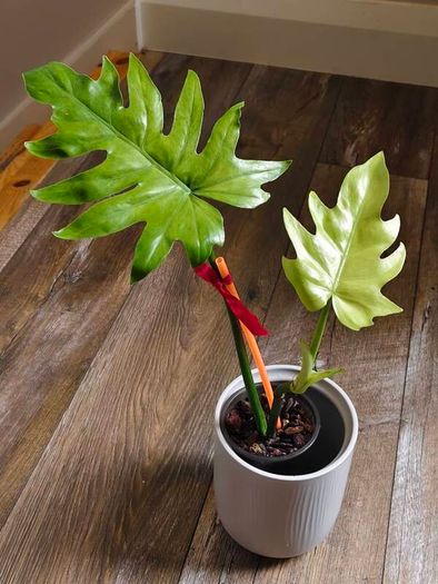 No.1 Philodendron Radiatum Variegated