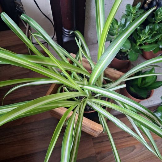 Healthy Spider Plant in Wooden Planter