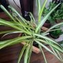 Healthy Spider Plant in Wooden Planter Image 5
