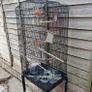 bird cage REDUCED Image 4
