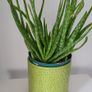 aloe vera plant Image 7