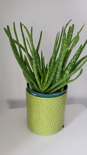aloe vera plant