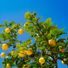 Lemontree683