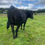 In calf Aubrac cross heifers Image 3