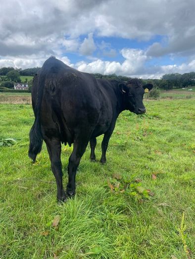 In calf Aubrac cross heifers