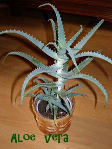 Aloe Vera Plant