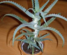 Aloe Vera Plant