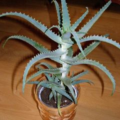 Aloe Vera Plant