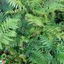 Soft landscaping services North Dublin Image 2