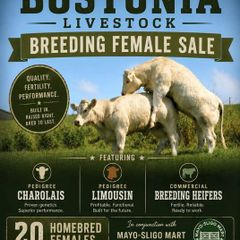 Bostonia Livestock Breeding Females sale LIVE