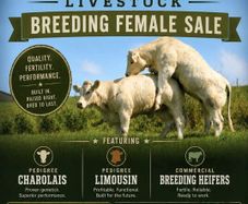 Bostonia Livestock Breeding Females