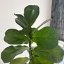 Mature Ficus Bambino (Dwarf Fiddle Leaf Fig) in Terracotta Pot with Saucer Image 3