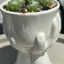 plant Image 3