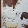 1979 Frederick Warne "Farm Animals Cattle" framed print Image 10