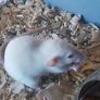 pet baby rats Image 3