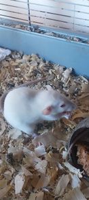baby pet rats