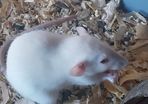 baby pet rats