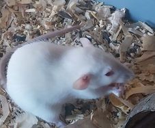 baby pet rats