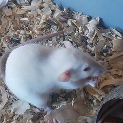 baby pet rats