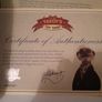 Sergei -Compare the Meerkat Image 3