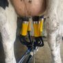 ADF Milking Systems | Lower SCC Risk & Save Labour Image 6