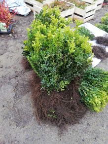 Box Hedging