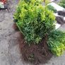 Box Hedging Image 4
