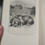 The Book of Noble Dogs - Estelle Ross Image 4