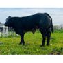 Hybrid Bull  for Sale Image 2