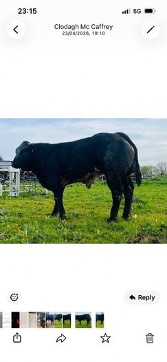 Hybrid Bull  for Sale