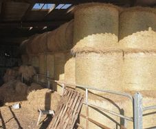 Organic hay for sale