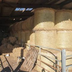 Organic hay for sale