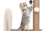 Cat Tree with Arch Grooming Brush and Scratch Post