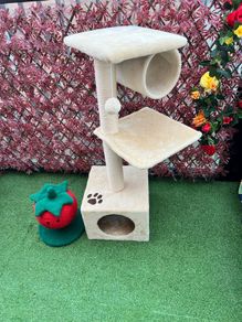 Cat scraching tree and Strawberry