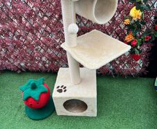 Cat scraching tree and Strawberry