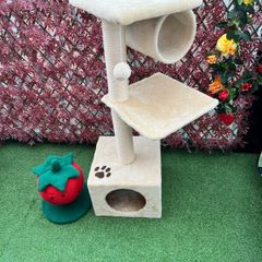 Cat scraching tree and Strawberry