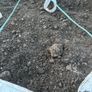 Garden topsoil Free Dublin 7 Image 2