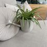 spider plant in watering can Image 2