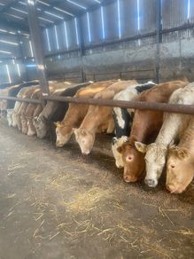Bullocks/heifers