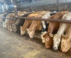 Bullocks/heifers
