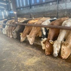 Bullocks/heifers