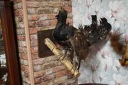 Taxidermy Capercaillie